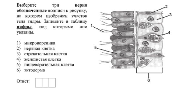 Кракен онион ссылки